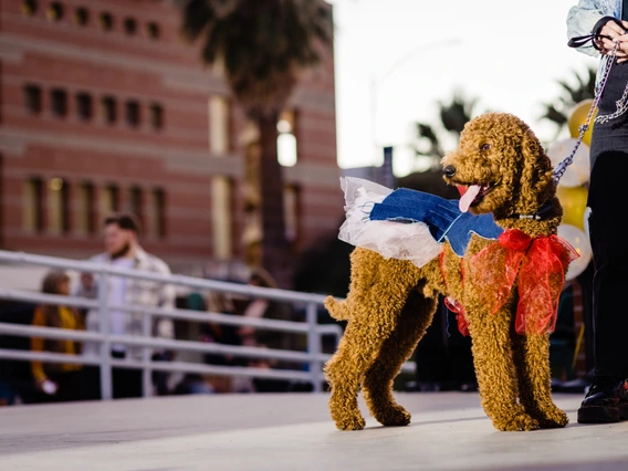 dogs in denim fashion show