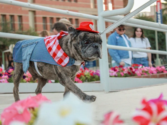 dogs n denim fashion show