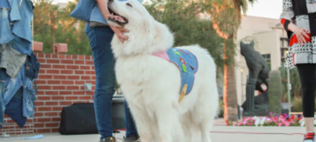 dogs n denim fashion show