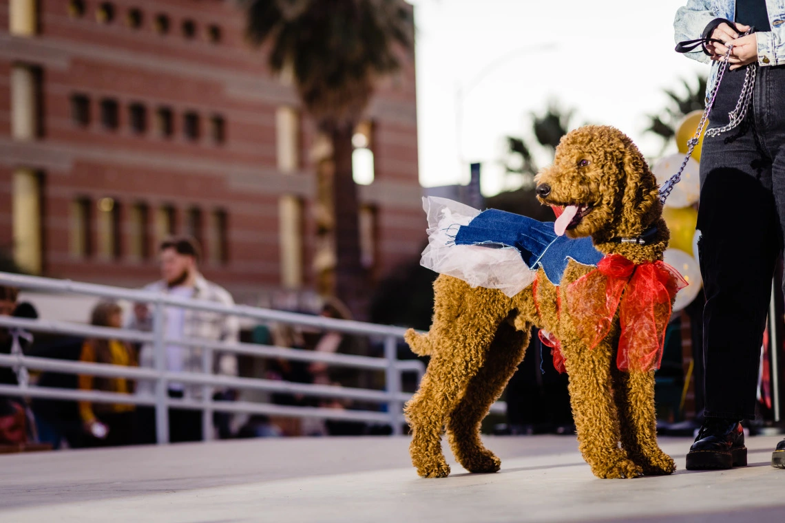 dogs in denim fashion show