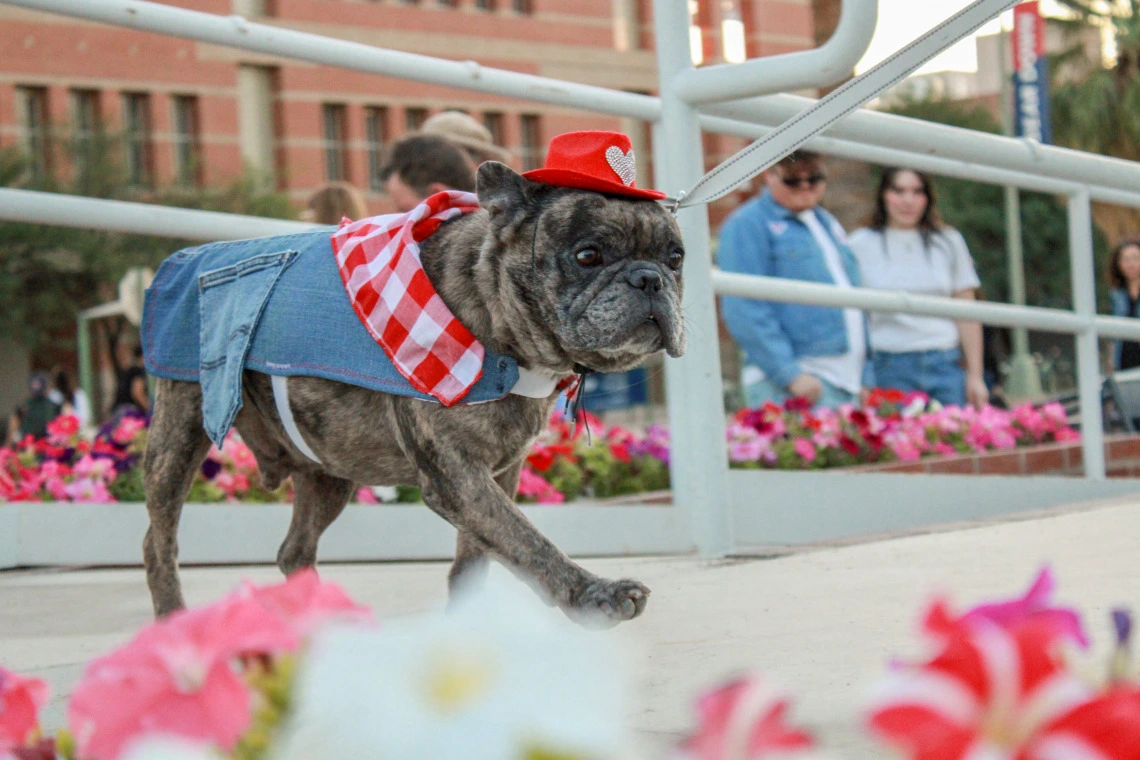 dogs n denim fashion show